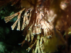 Amphiroa