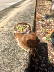 Glaucidium