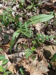 Polymnia laevigata