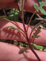Polymnia laevigata
