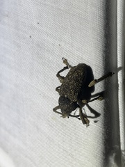 Homalinotus dorsalis image