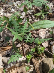 Polymnia laevigata