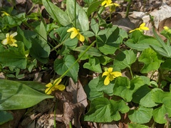 Viola eriocarpa