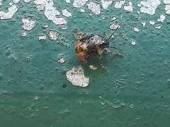 Elasmostethus nubilus