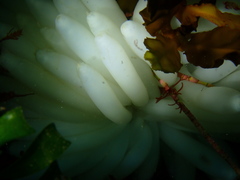 Sepioteuthis australis