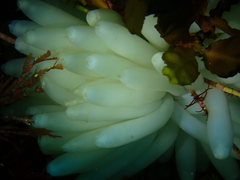 Sepioteuthis australis