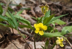 Viola tripartita