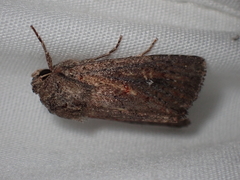 Dasygaster padockina