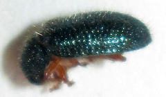 Korynetinae