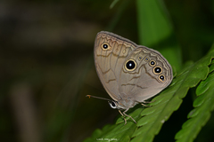 Lethe butleri