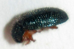 Korynetinae