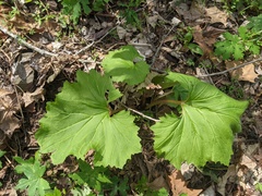 Arnoglossum reniforme