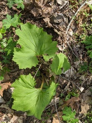 Arnoglossum reniforme