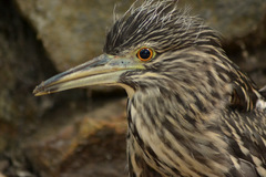 Nycticorax nycticorax