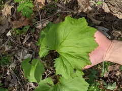 Arnoglossum reniforme
