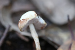 Austroboletus rostrupii