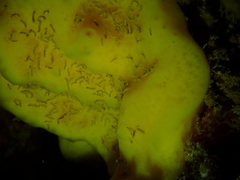 Polydorella