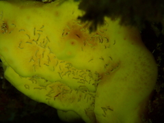 Polydorella