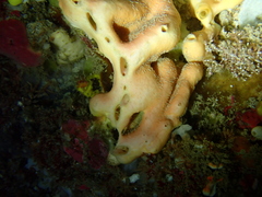 Polydorella