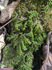 Thamnobryum