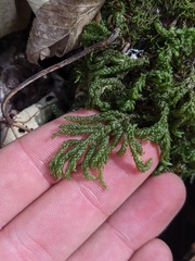 Thamnobryum