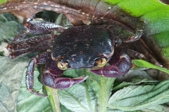 Geograpsus grayi