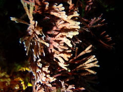Amphiroa