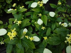 Pseudomussaenda flava