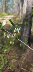 Styrax americanus image