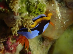 Chromodoris westraliensis