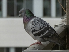 Columba livia domestica