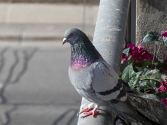 Columba livia domestica