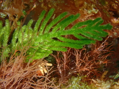 Caulerpa muelleri