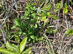 Sataspes tagalica tagalica
