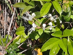 Sataspes tagalica tagalica