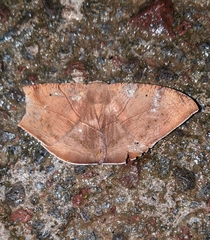 Oxydia trychiata