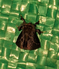 Epiperola flexilinea