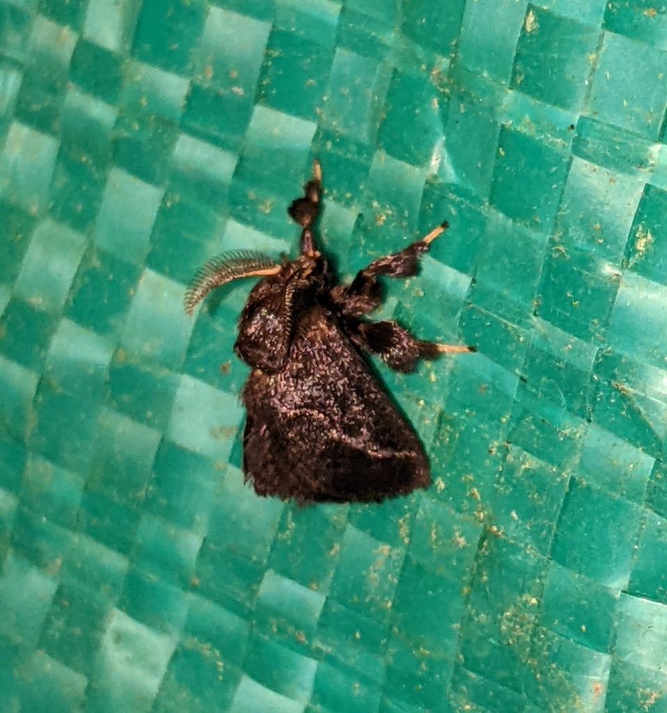Epiperola flexilinea