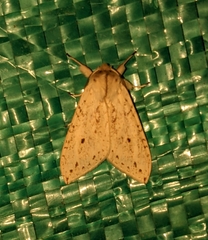 Leucanopsis apicepunctata