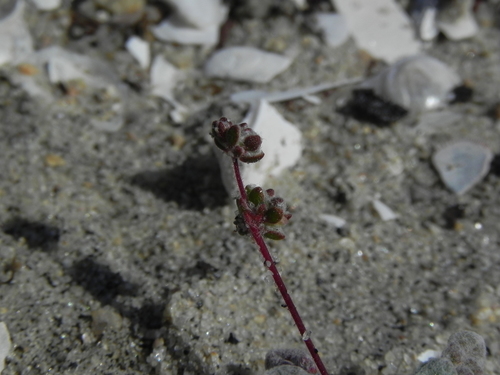 Image of Nemacaulis denudata by (c) James C. Davis, some rights reserved (CC BY-SA)