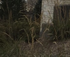 Calamagrostis × acutiflora
