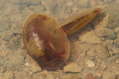 Cyzicus californicus