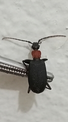 Galerita collaris