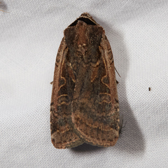 Parabagrotis formalis