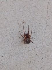 Steatoda nobilis