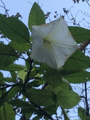 Brugmansia suaveolens
