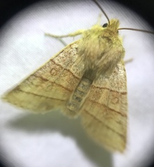 Pyreferra citrombra