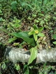 Gonolobus uniflorus
