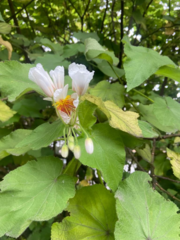 Sparrmannia