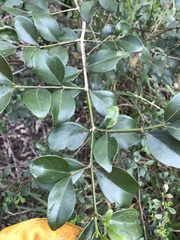 Psydrax odorata odorata